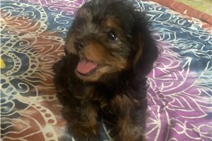 Francis - puppy for sale