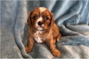 Simon - puppy for sale