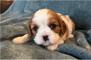 Shyla - Cavalier King Charles Spaniel for sale