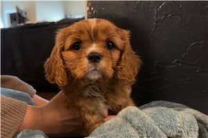 Simon - Cavalier King Charles Spaniel for sale