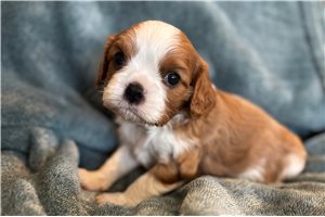 Samson - puppy for sale