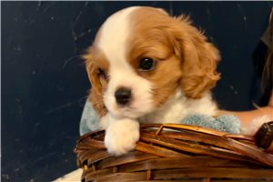 Samson - Cavalier King Charles Spaniel for sale