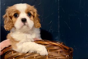 Shyla - Cavalier King Charles Spaniel for sale