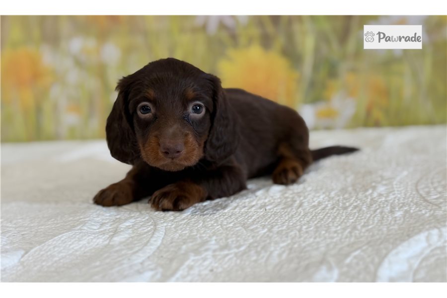 Luca, male Mini Dachshund puppy for sale