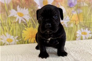 Kimberly - Cane Corso Mastiff for sale