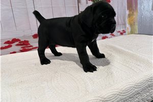 Grace - Cane Corso Mastiff for sale