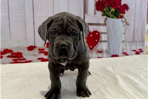 Sabrina - Cane Corso Mastiff for sale