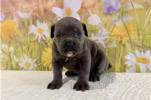 Kaitlin - Cane Corso Mastiff for sale