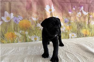 Krissy - Cane Corso Mastiff for sale