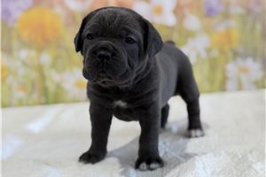 Morgan - Cane Corso Mastiff for sale