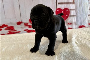 Gianna - puppy for sale