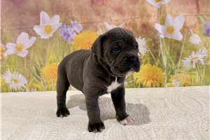 Kamila - Cane Corso Mastiff for sale