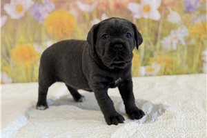 Monica - Cane Corso Mastiff for sale