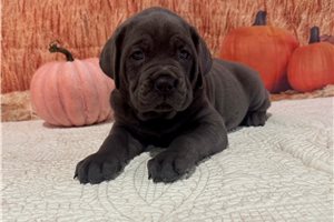 Buttercup - Cane Corso Mastiff for sale
