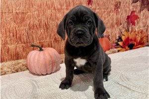 Britt - Cane Corso Mastiff for sale