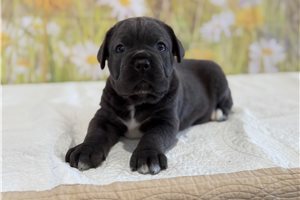 Melvin - Cane Corso Mastiff for sale