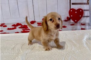 Tristan - puppy for sale