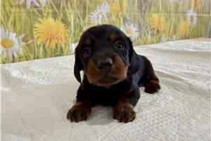 Lionel - Mini Dachshund for sale