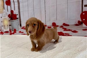 Theodore - Dachshund, Mini for sale
