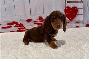 Thiago - Dachshund, Mini for sale