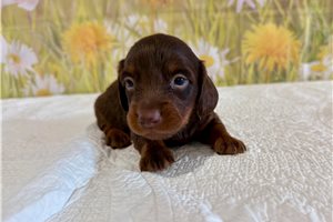 Luca - Mini Dachshund for sale