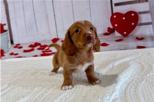 Talia - puppy for sale