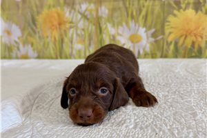 Linus - Mini Dachshund for sale
