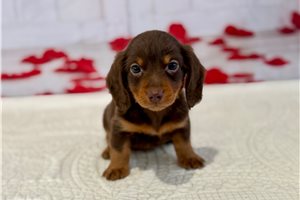 Thiago - Dachshund, Mini for sale