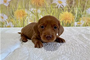 Lyra - Mini Dachshund for sale