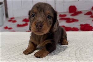 Tatum - puppy for sale