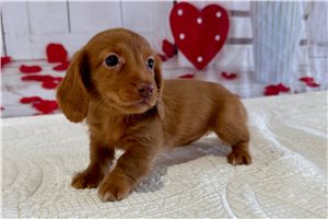 Teagan - puppy for sale