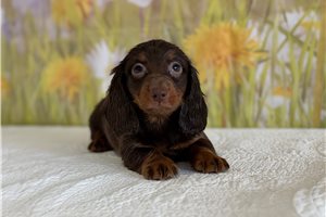 Luca - Mini Dachshund for sale