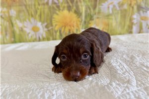 Lizette - Mini Dachshund for sale
