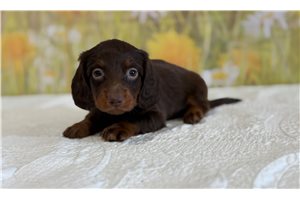Luca - Mini Dachshund for sale