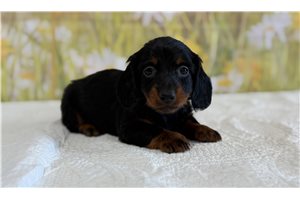 Lionel - Mini Dachshund for sale