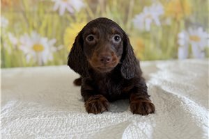 Linus - Mini Dachshund for sale