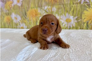 Lindsey - Mini Dachshund for sale