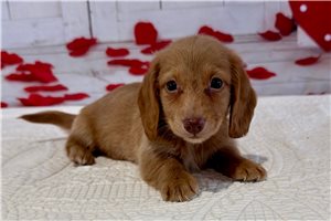 Theodore - puppy for sale