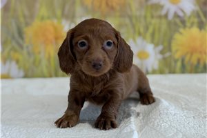 Lyra - Mini Dachshund for sale