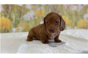 Lindsey - Mini Dachshund for sale