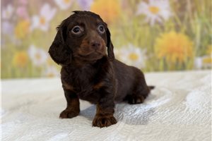 Linus - Mini Dachshund for sale