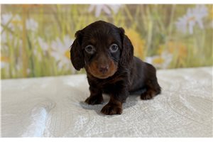 Lizette - Mini Dachshund for sale