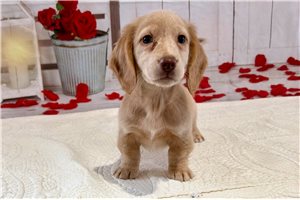 Tristan - Dachshund, Mini for sale