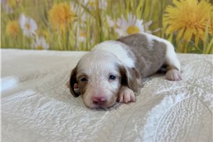 Laura - Mini Dachshund for sale