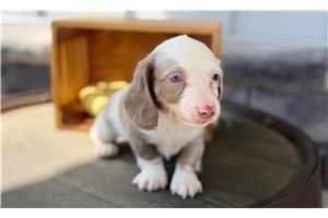 Laura - Mini Dachshund for sale