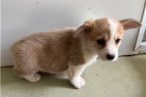 Vanessa - puppy for sale