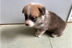 Vincenzo - puppy for sale