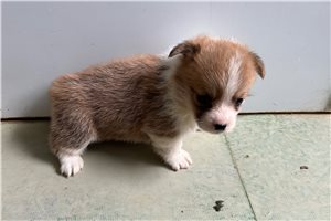 Valor - puppy for sale