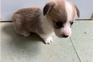 Vanessa - puppy for sale