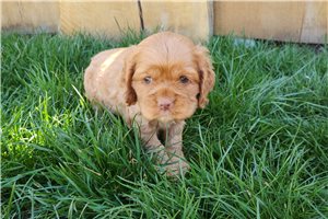 Sloane - puppy for sale